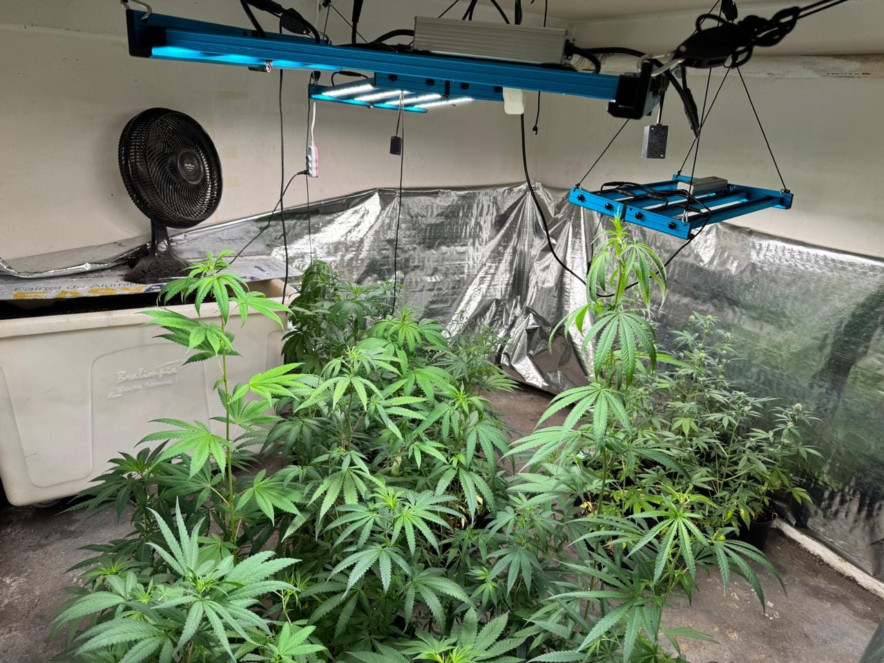 Polícia Civil prende suspeito de cultivar maconha na zona leste de SP