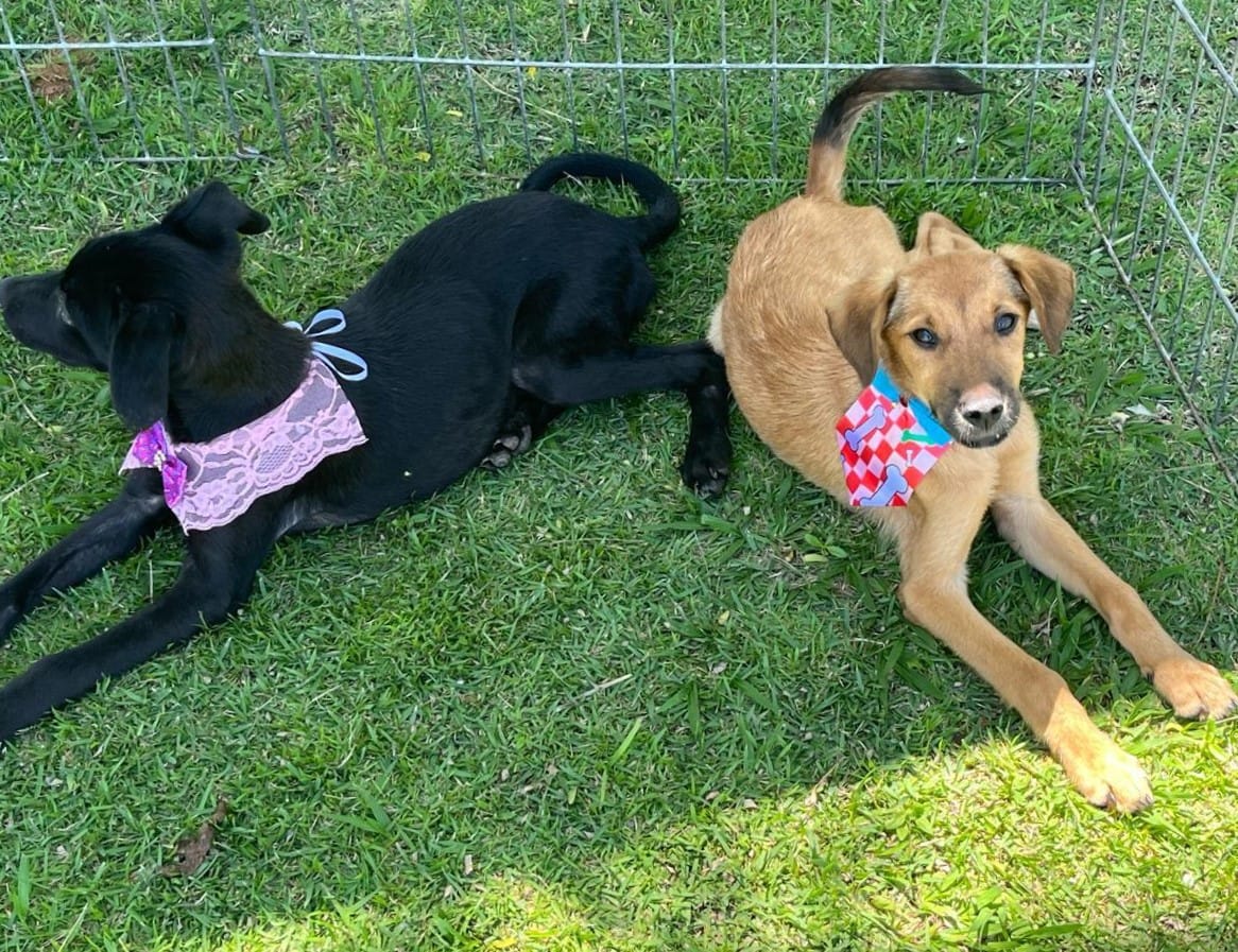 Shopping em Suzano recebe evento de adoção de cães e gatos