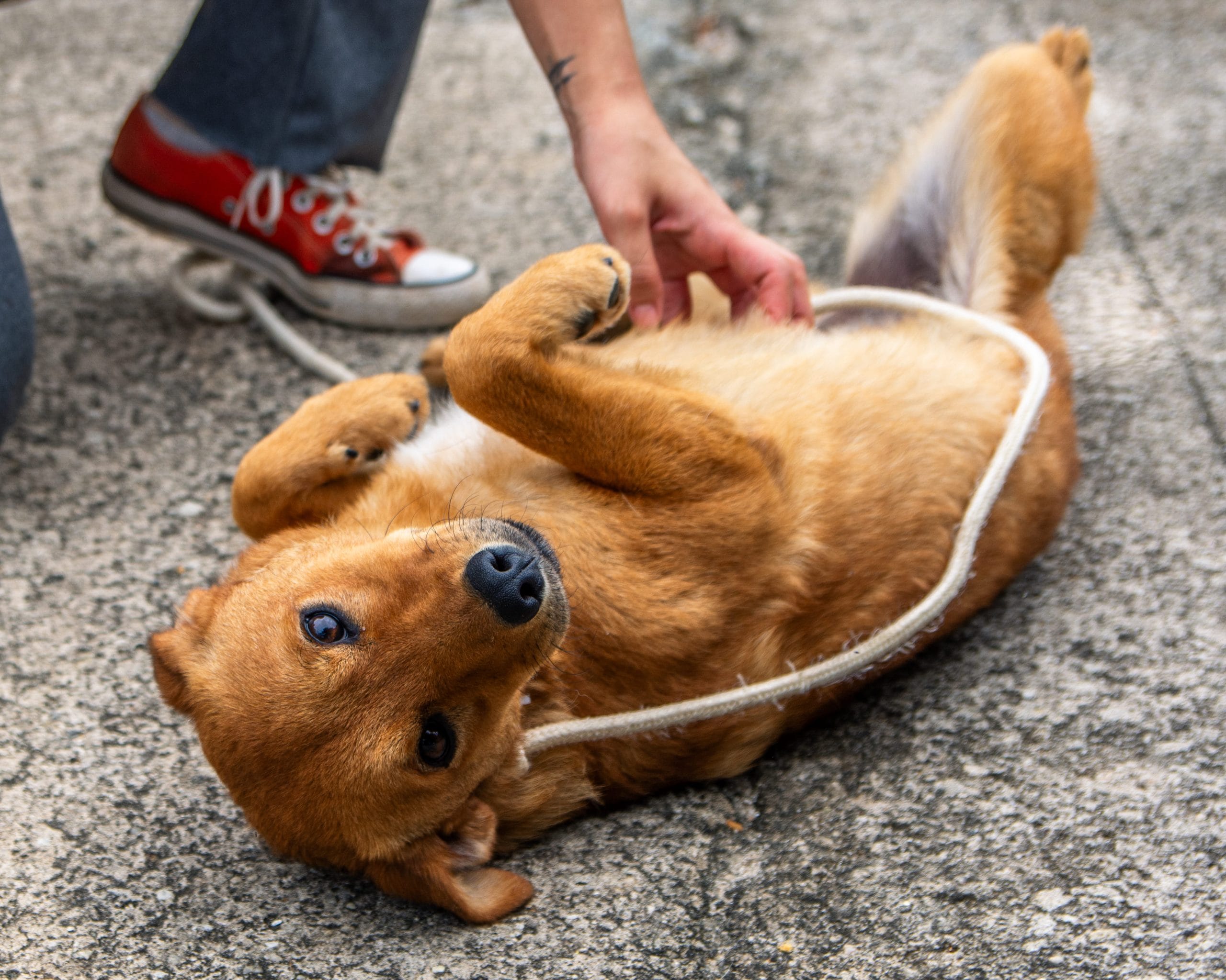 Sete novos cães estão disponíveis para adoção pelo Programa Bora Ser Feliz, em Guararema
