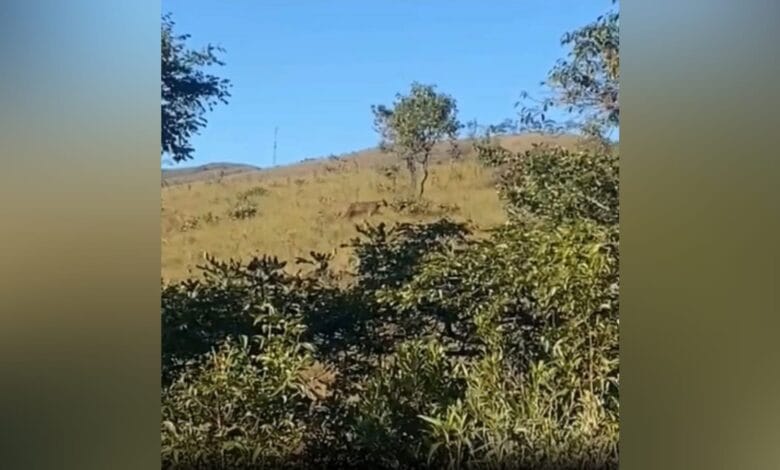 Vídeo de onça rondando propriedade no Alto Tietê é falso; entenda o caso