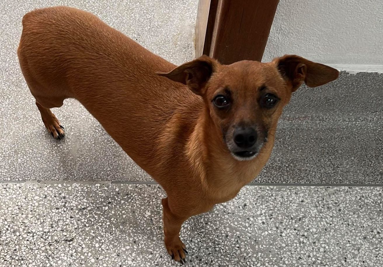 Família pede ajuda para encontrar cachorro que fugiu durante queima de fogos no Ano Novo