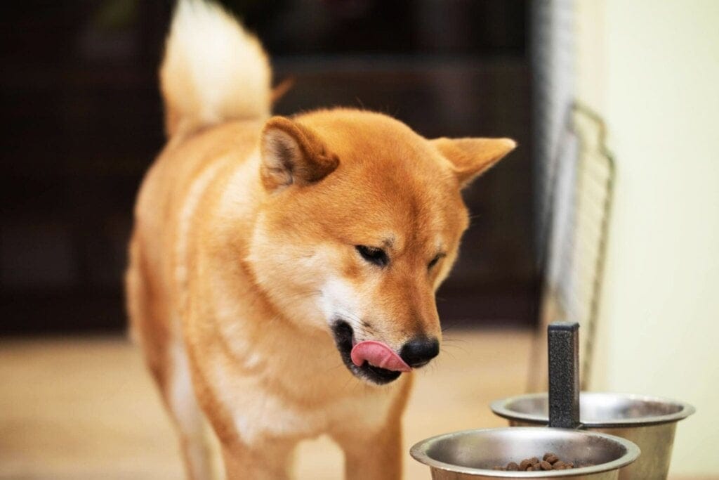 4 características do cachorro da raça shiba