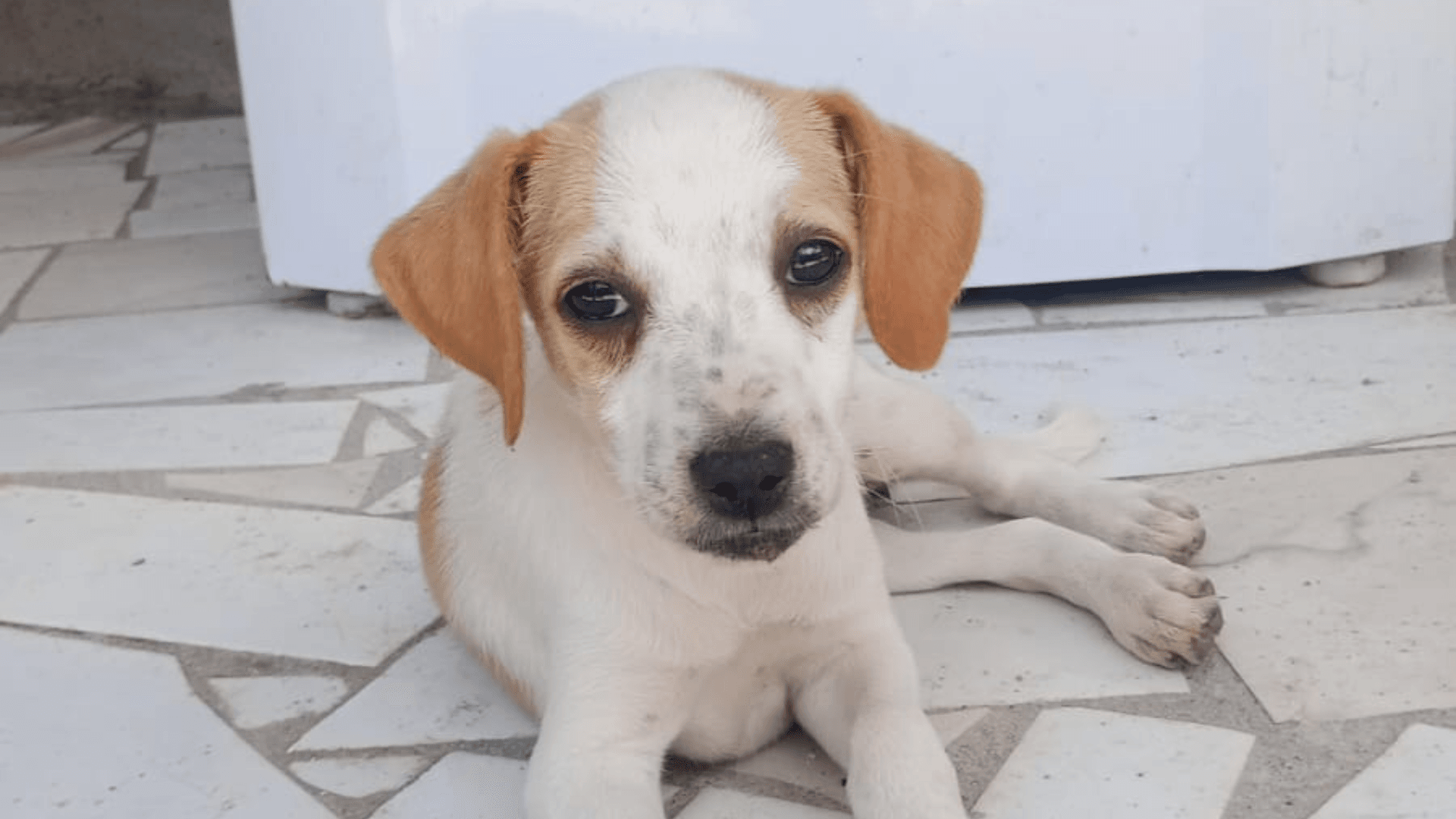 ONG Fera realiza evento de adoção em petshop de Mogi