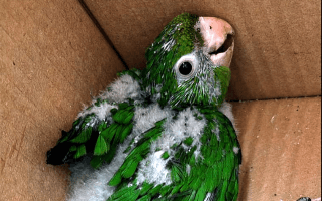 Grupamento de Proteção Ambiental de Suzano resgata filhote de maracanã