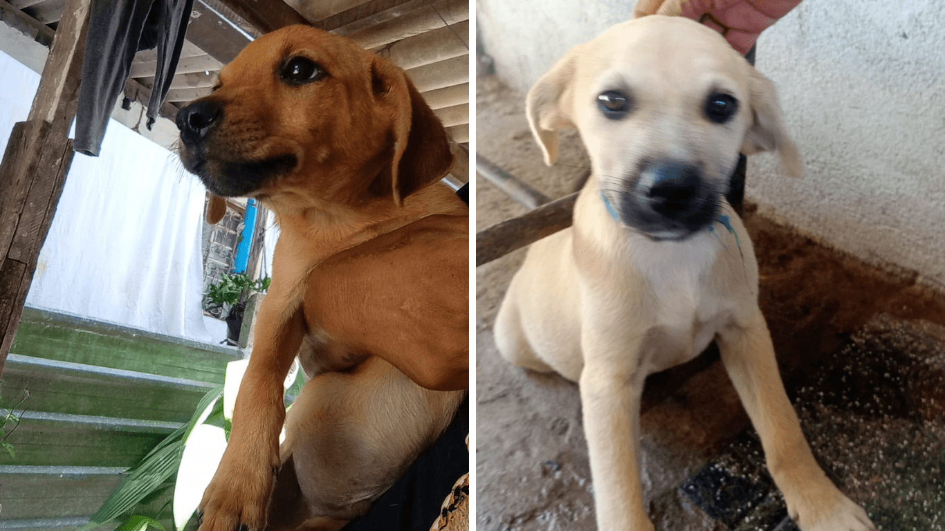 Filhotes de cães estarão disponíveis para adoção em evento da ONG Fera neste sábado