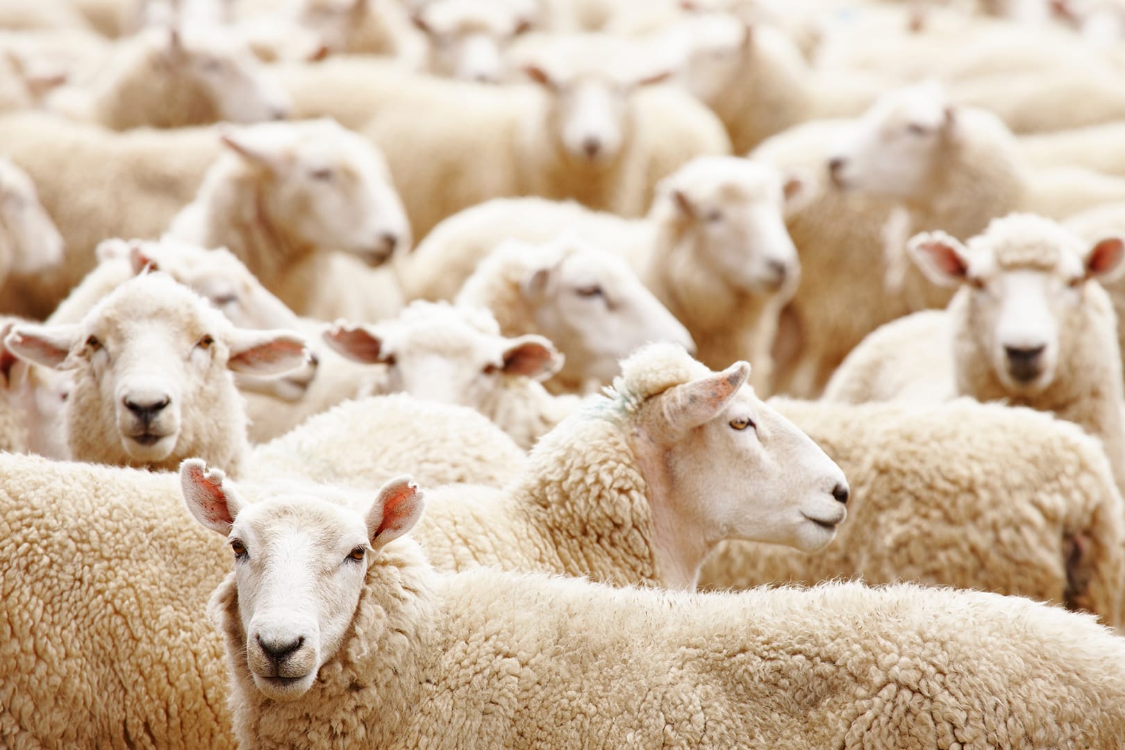 TJSP nega indenização a criadores de ovelhas de Santa Isabel que tiveram rebanho atacado por cães