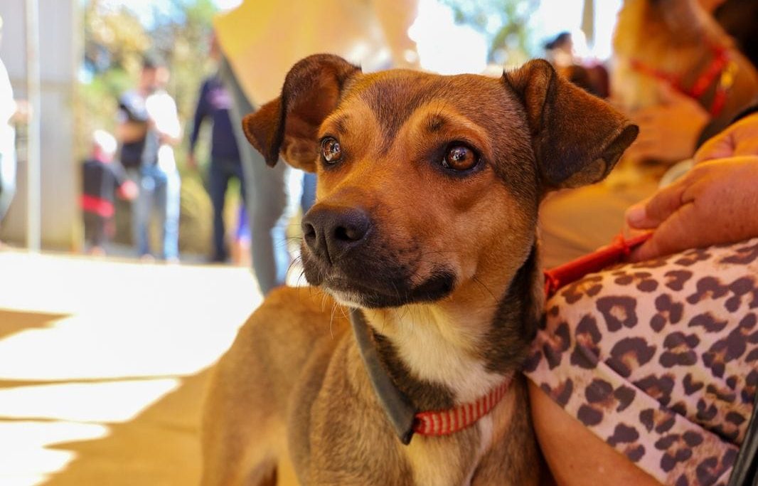 Mogi abre inscrições para mutirão de castração gratuito