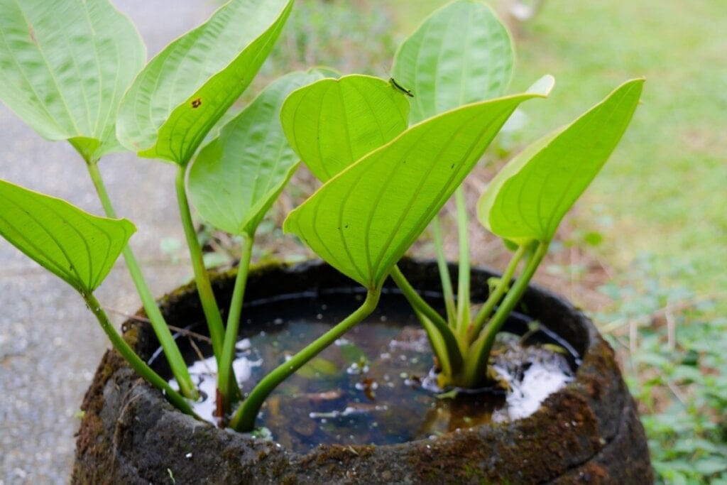 5 benefícios da erva chapéu-de-couro para a saúde e como usá-la