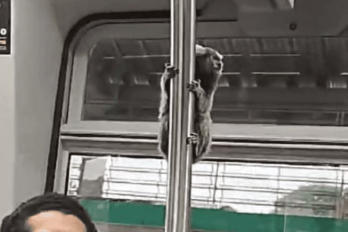 Sagui invade trem da Linha 9-Esmeralda e surpreende passageiros; vídeo
