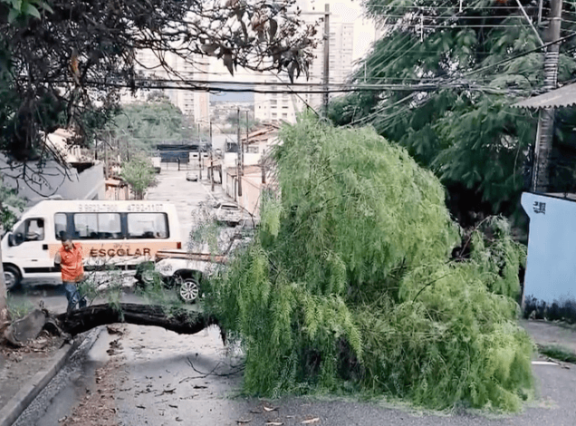 Temporal com granizo derruba árvores e causa transtornos em Mogi
