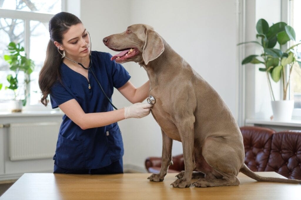 4 características do cachorro da raça weimaraner 
