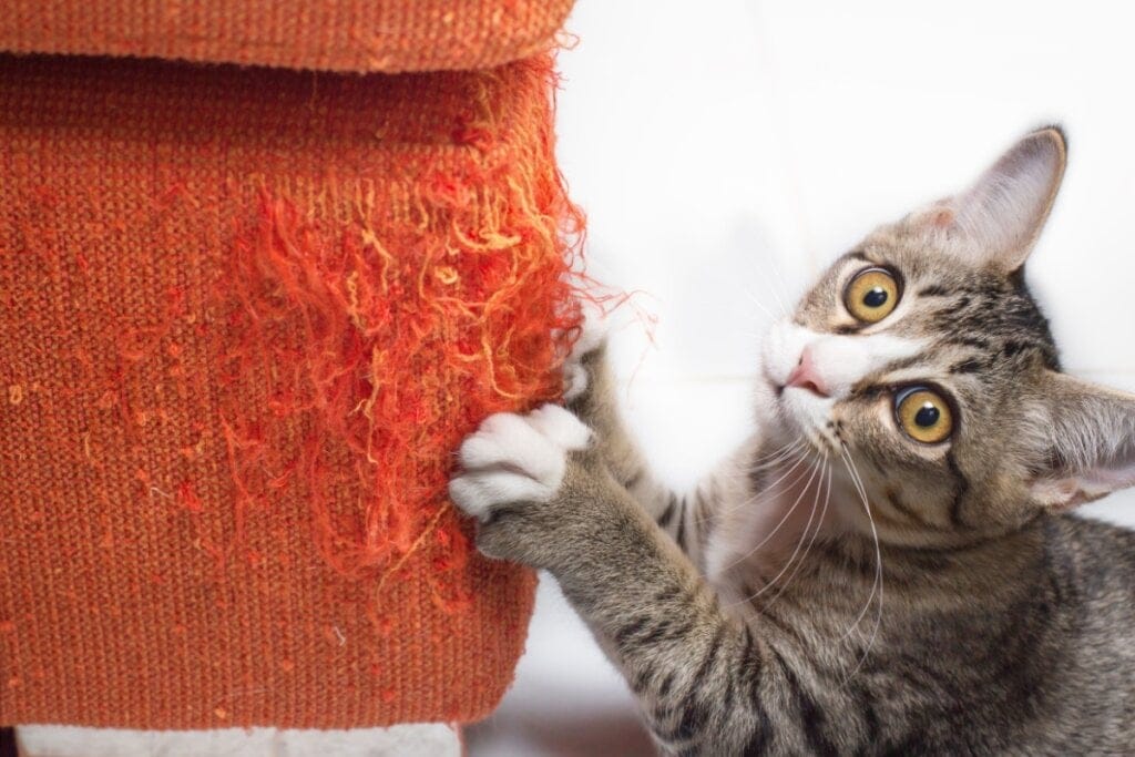6 texturas que os gatos não gostam 