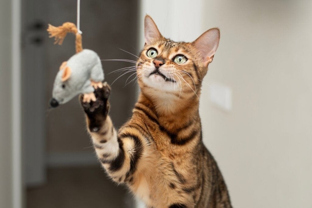 8 mitos populares sobre gatos idosos 