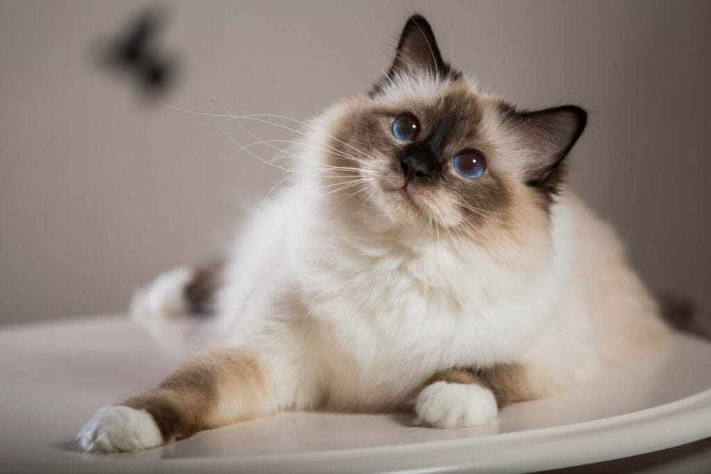 8 diferenças entre as raças de gato birmanês e ragdoll 