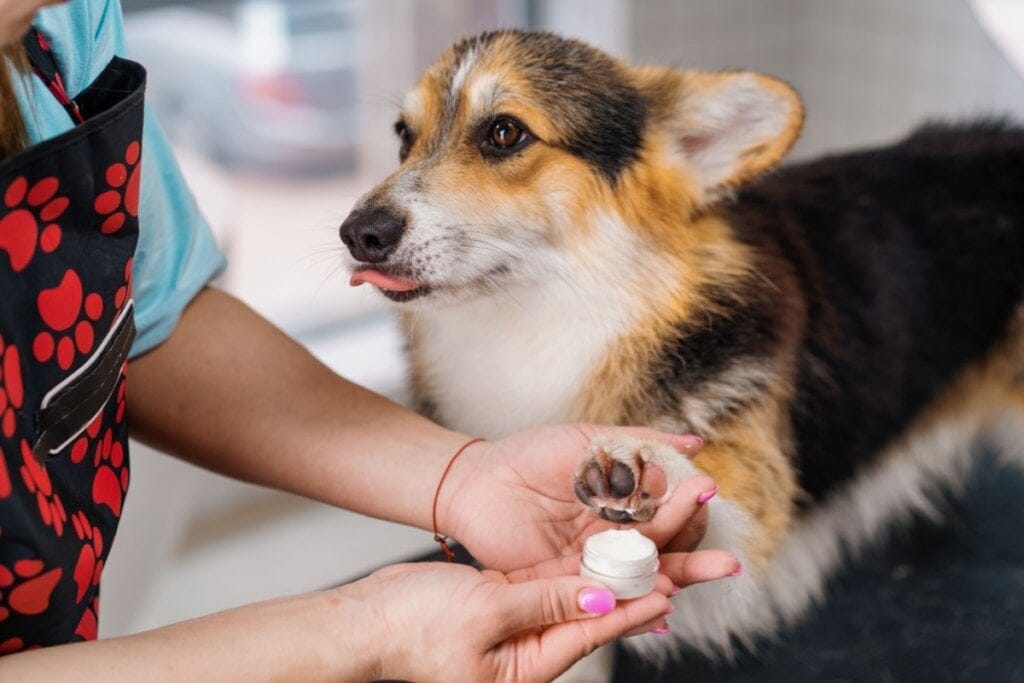 7 cuidados importantes com as patas do cachorro 