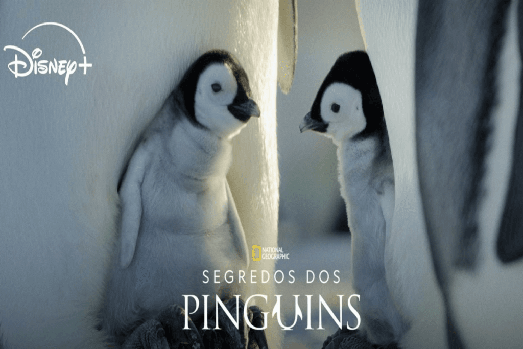 Dois pinguins filhotes encostados em pinguins adultos