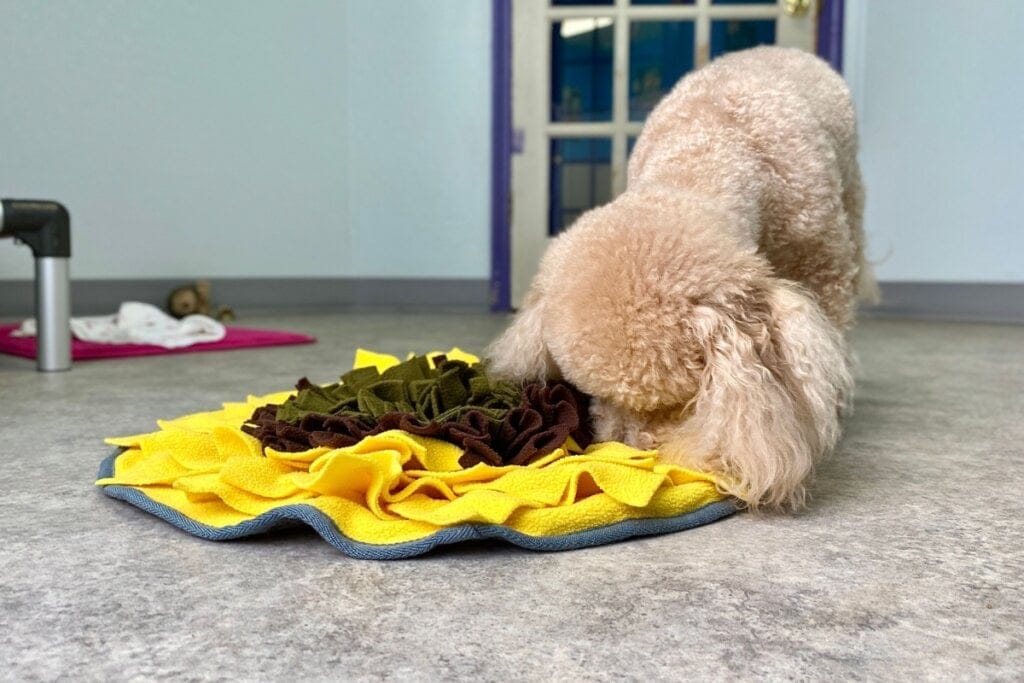 8 brinquedos para acalmar o cachorro 