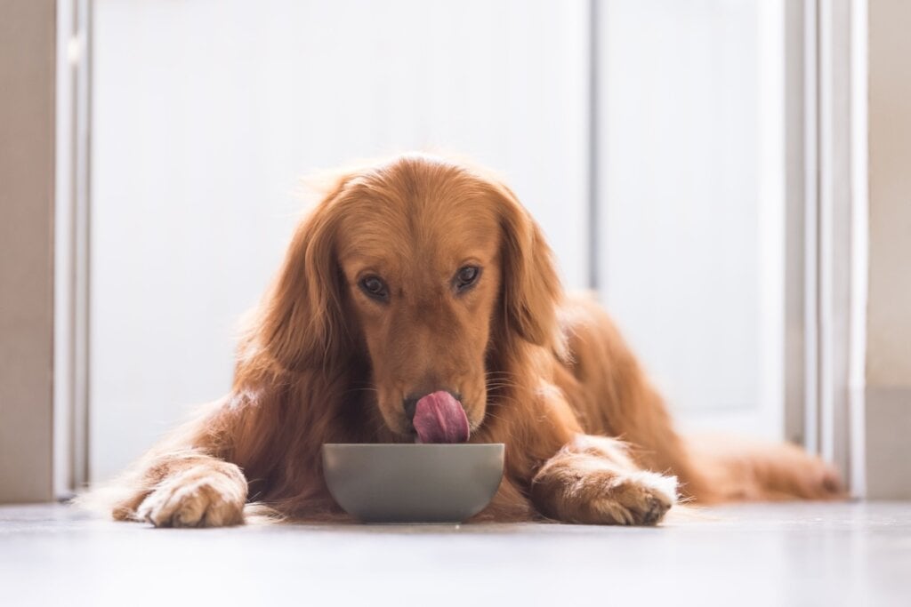 6 alimentos de Páscoa tóxicos para animais de estimação