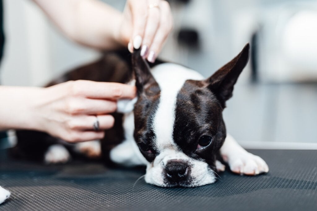 6 cuidados importantes com as orelhas de cães e gatos 