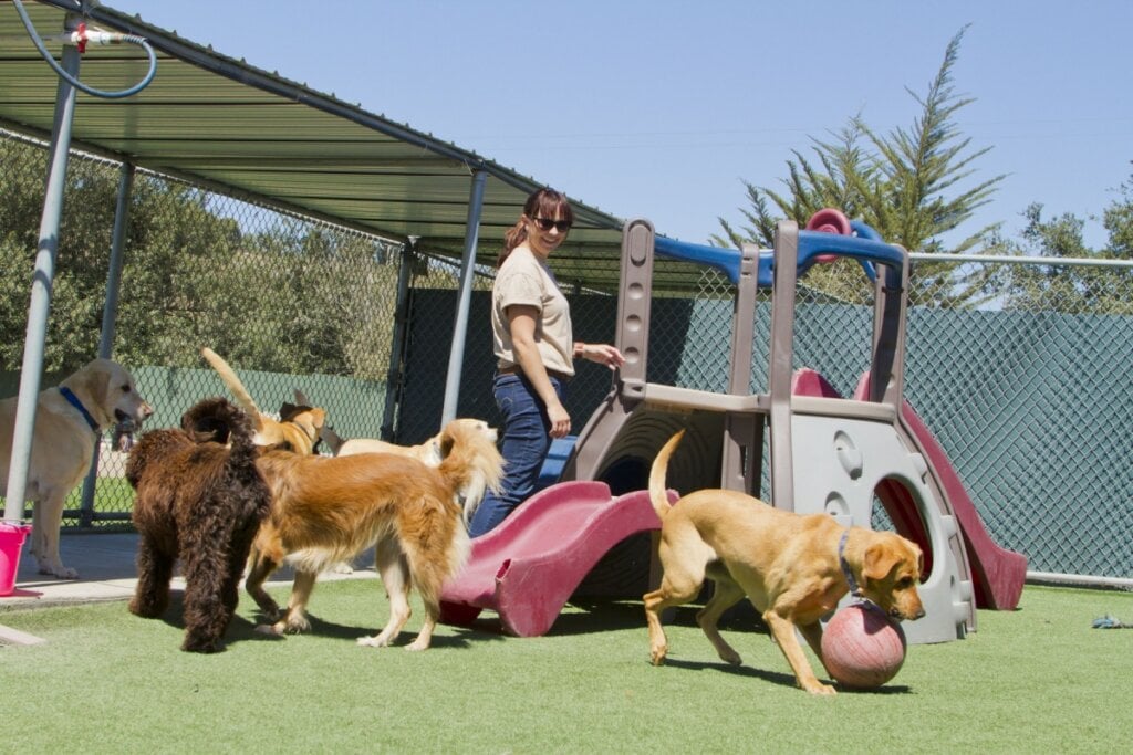 5 benefícios da creche para o bem-estar dos cachorros