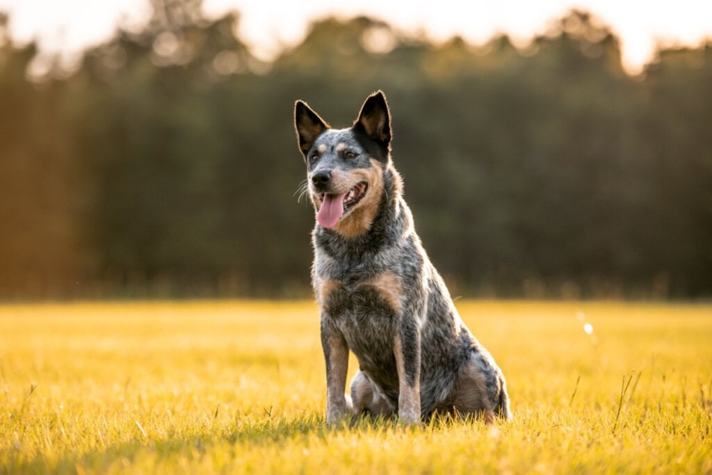 Cachorro da raça boiadeiro australiano com pelagem cinza e marrom sentado na grama no sol