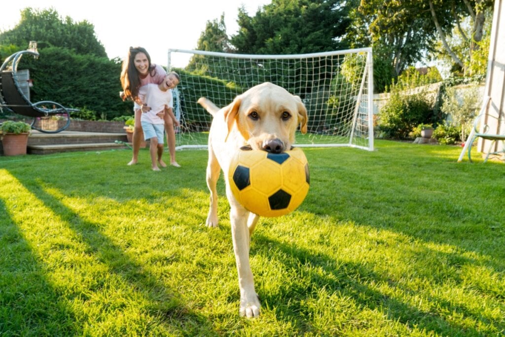 12 nomes de jogadores de futebol para cachorro 