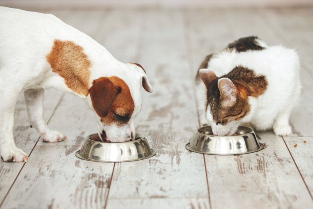 8 cuidados com a alimentação dos animais na Páscoa