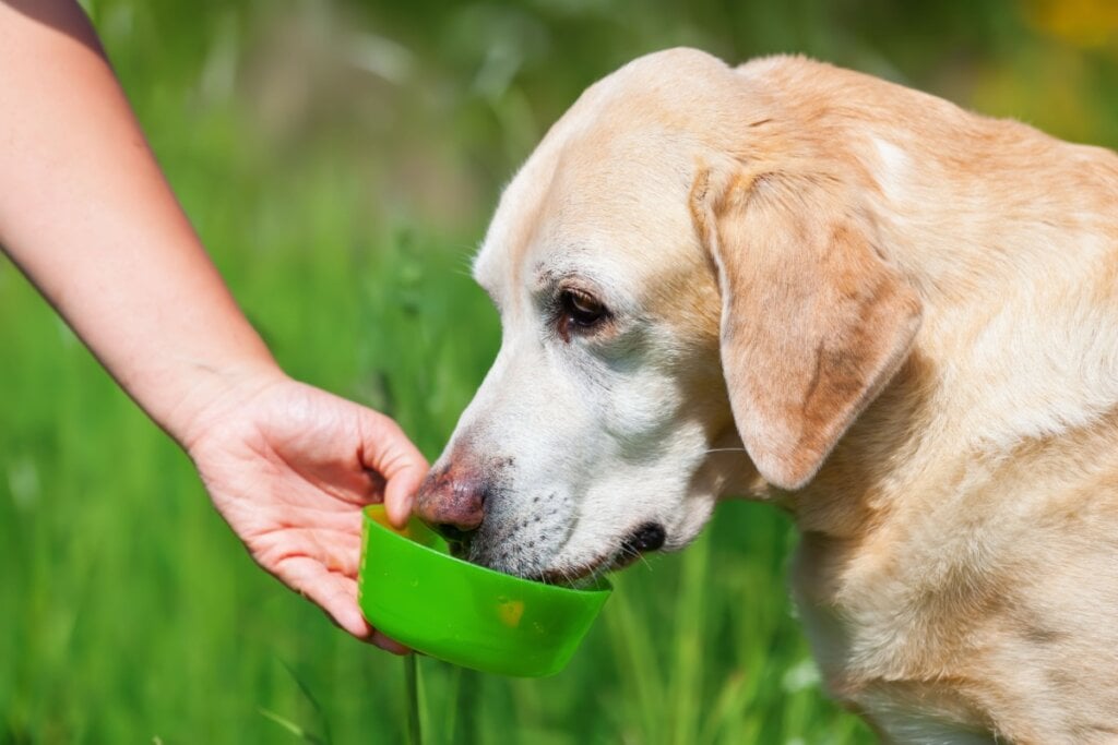 10 cuidados com os cachorros idosos durante os passeios