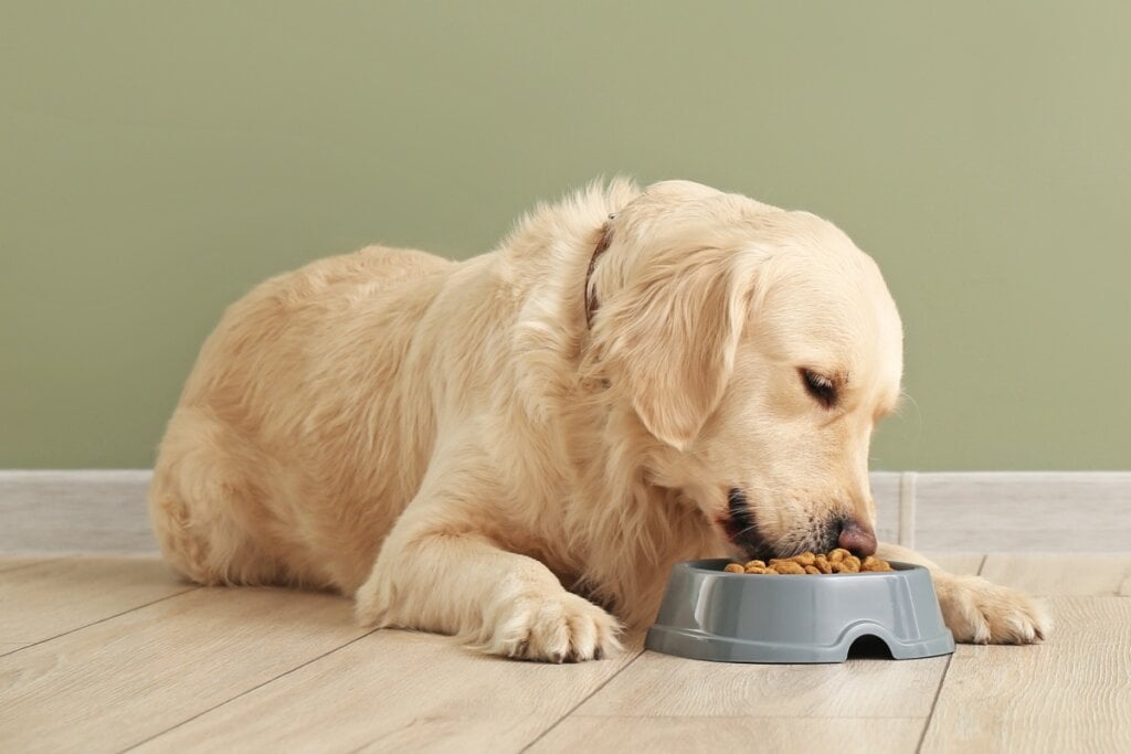 4 dicas essenciais para a autonomia e a saúde do cão-guia