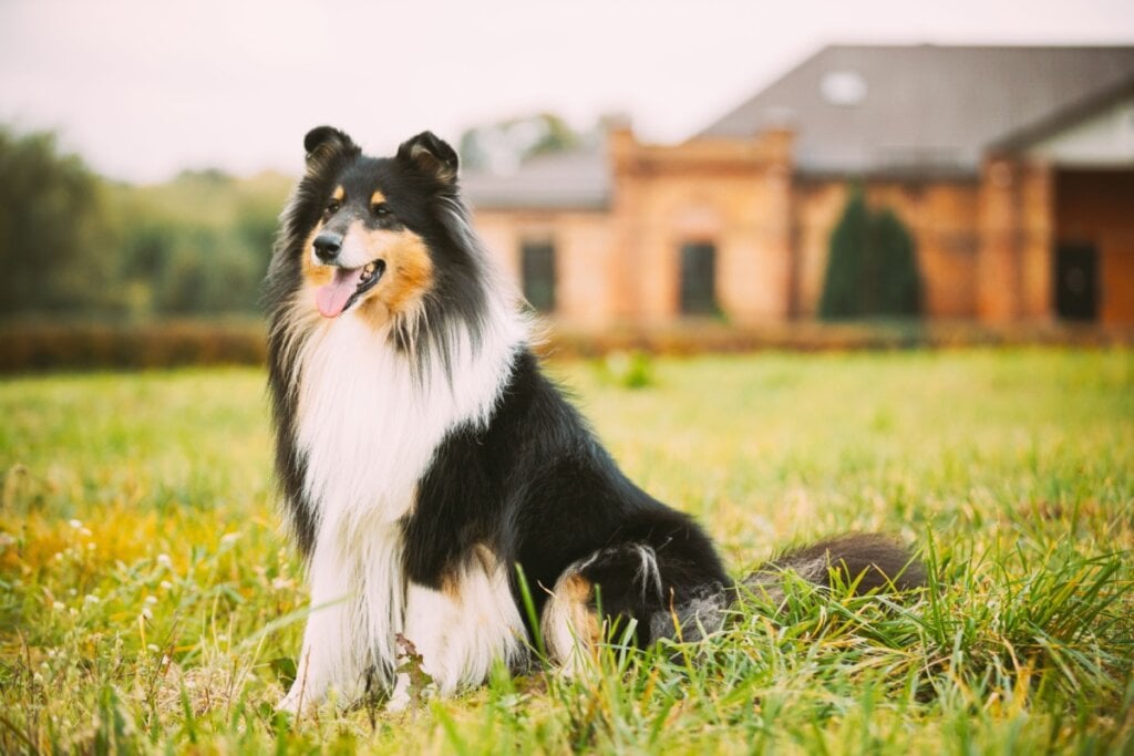 Cachorro da raça collie, com o pelo preto branco e marrom sentado na grama