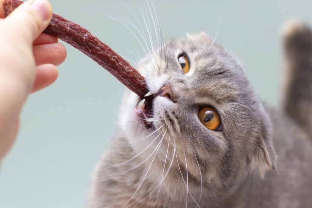Gato comendo petisco