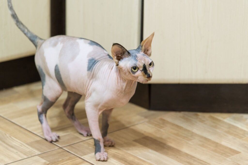 4 características do gato da raça peterbald 