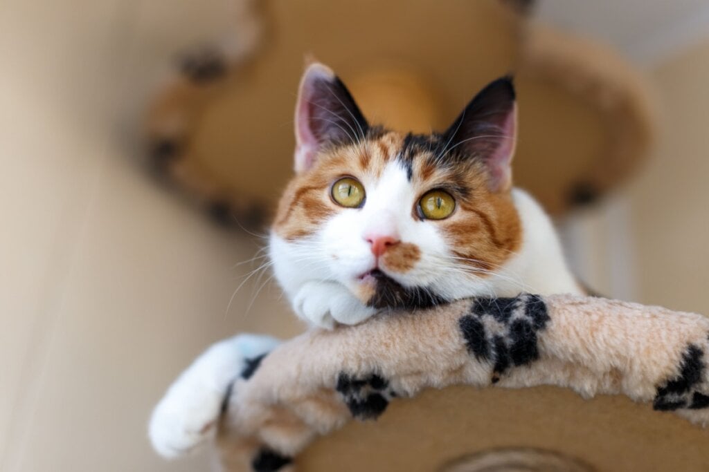 7 curiosidades sobre os gatos tricolores 