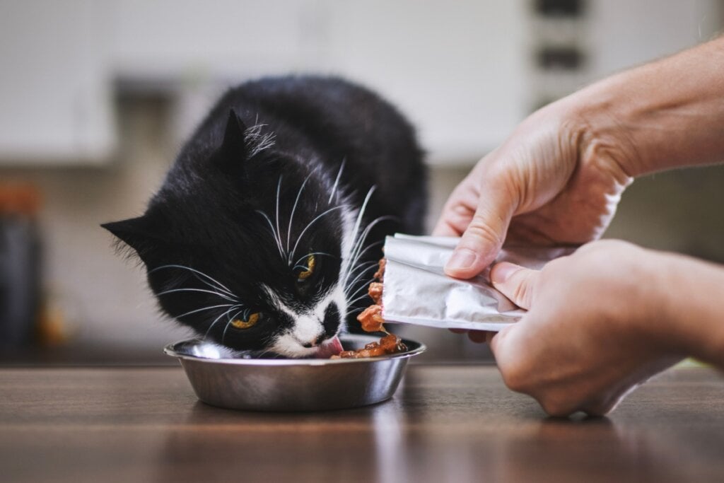 8 mitos sobre a insuficiência renal em gatos