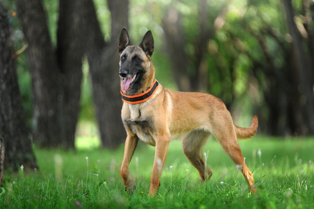 Cachorro da raça pastor belga malinois andando na grama ao ar livre