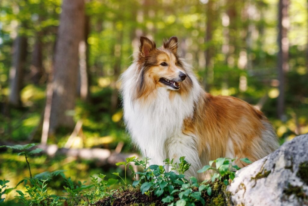 Cachorro branco e marrom da raça pastor de shetland olhando para o lado e com árvores e folhas verdes em volta