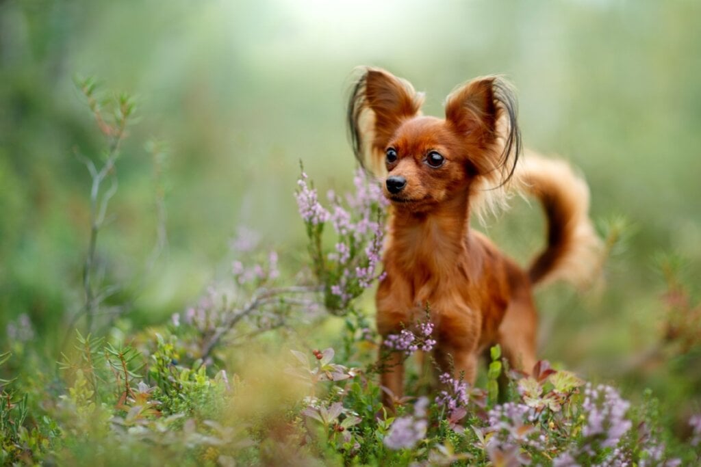 pequeno cão russo em pé na grama com flores roxas