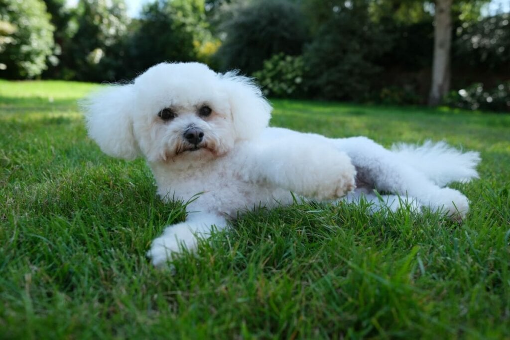 Cachorro da raça bichon frisé com pelo branco deitado em gramado