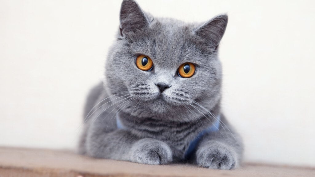Gato da raça british shorthair, com pelagem cinza e olhos cor de mel, deitado e olhando para frente