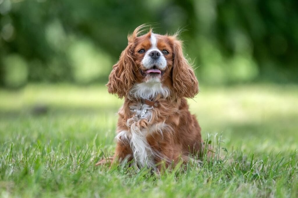 Cachorro da raça cavalier king charles spaniel com pelo marrom e branco deitado na grama ao ar livre