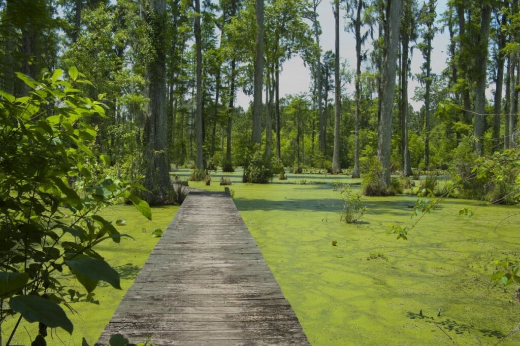 Ponte de madeira em meio ao lago coberto por plantas no meio das árvores