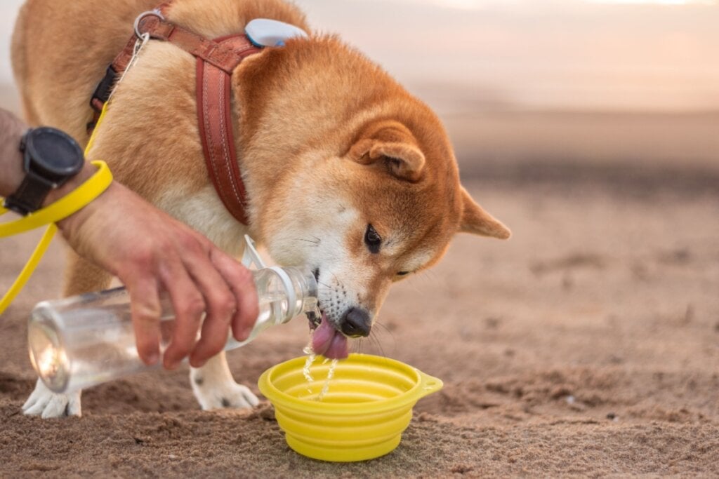 12 dicas para o seu animal ter uma vida saudável e feliz