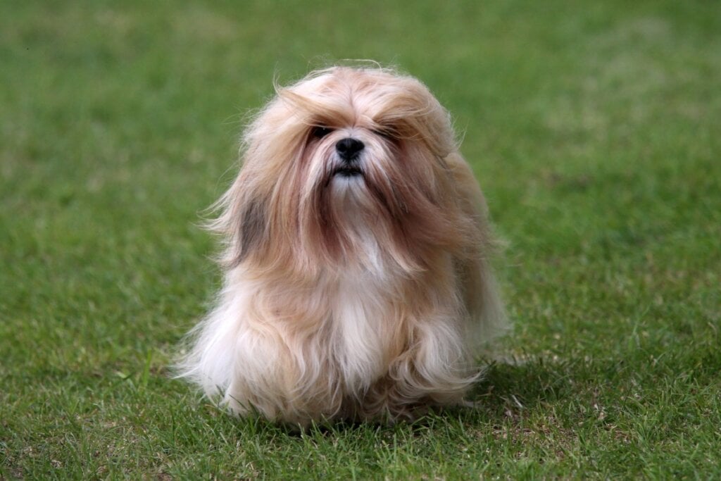 Cachorro da raça lhasa apso com pelagem longa marrom e branca andando na grama ao ar livre
