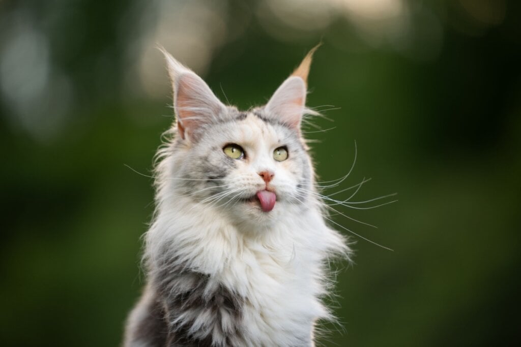 Maine coon branco e cinza com a língua para fora em fundo verde