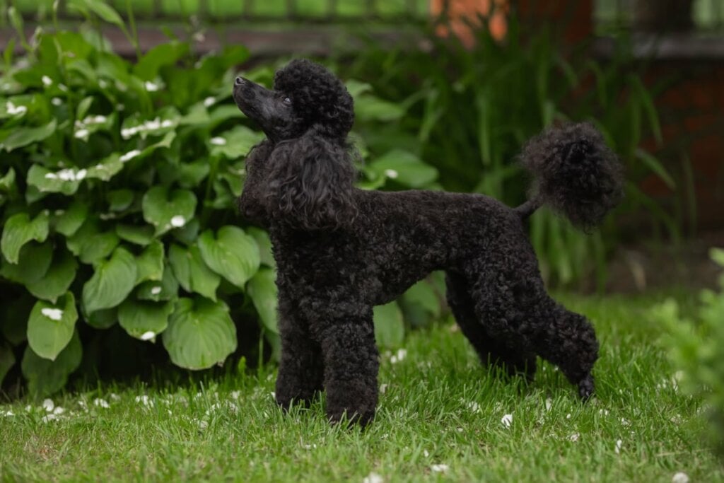 Cachorro da raça poodle com pelo preto de pé na grama 