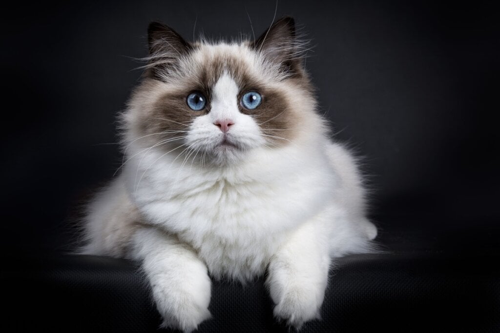 8 raças de gato extremamente dóceis 