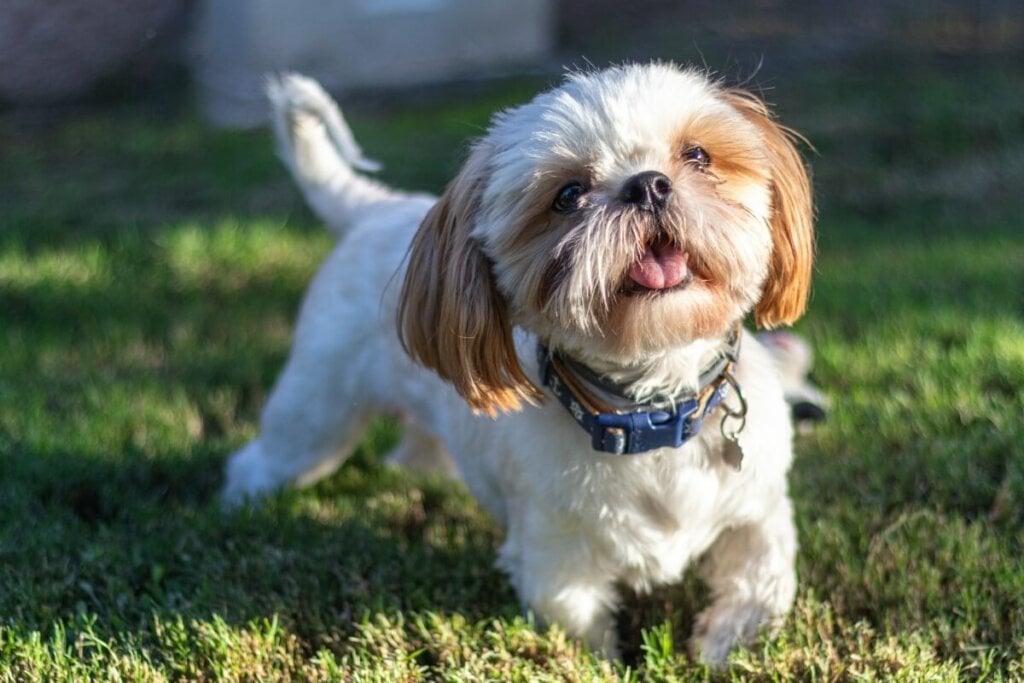 7 raças de cachorro ideais para idosos