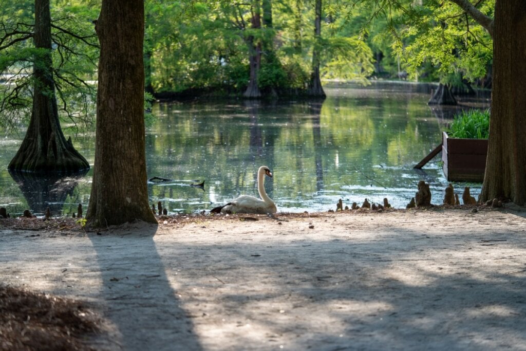 Lago no parque com árvores ao redor com cisne andando na beira da água 