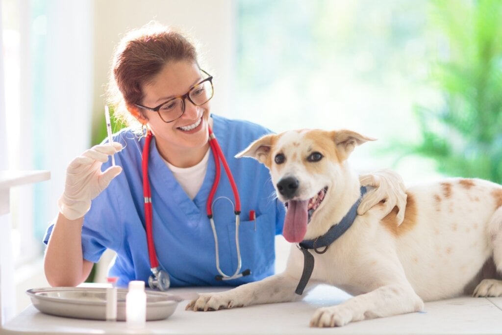 6 motivos para manter o check-up dos animais em dia