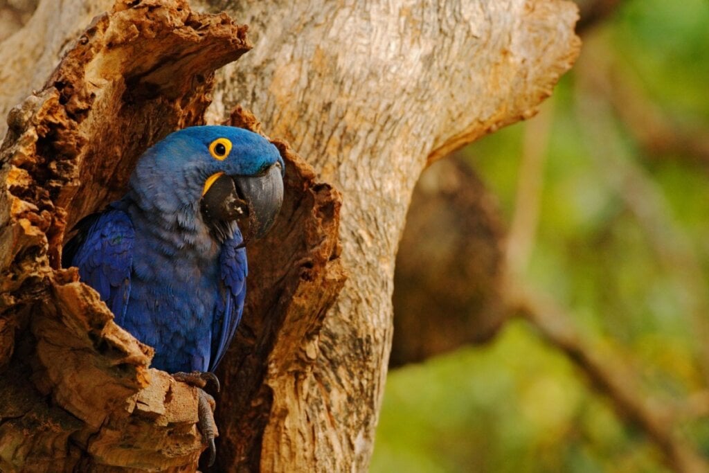 10 curiosidades incríveis sobre a arara-azul